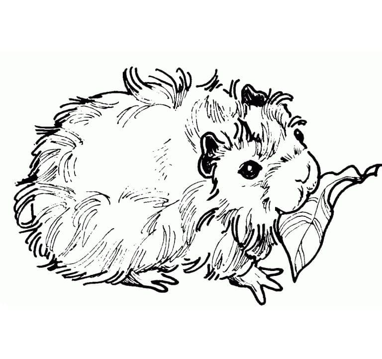 Desenho Imprimivel A4 de Porquinho da Índia Grátis para Colorir